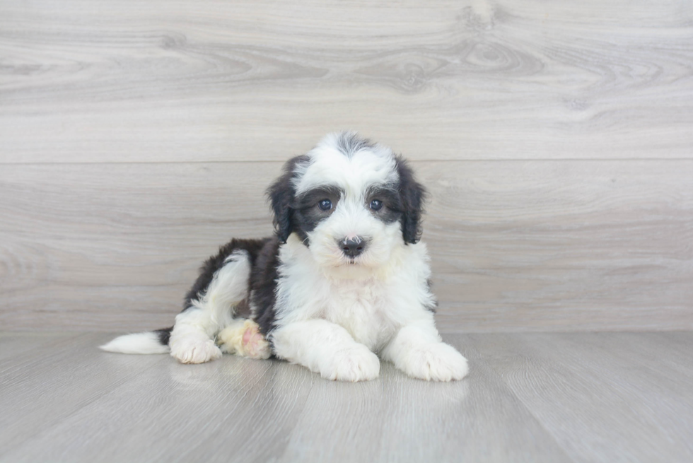 Smart Mini Sheepadoodle Poodle Mix Pup