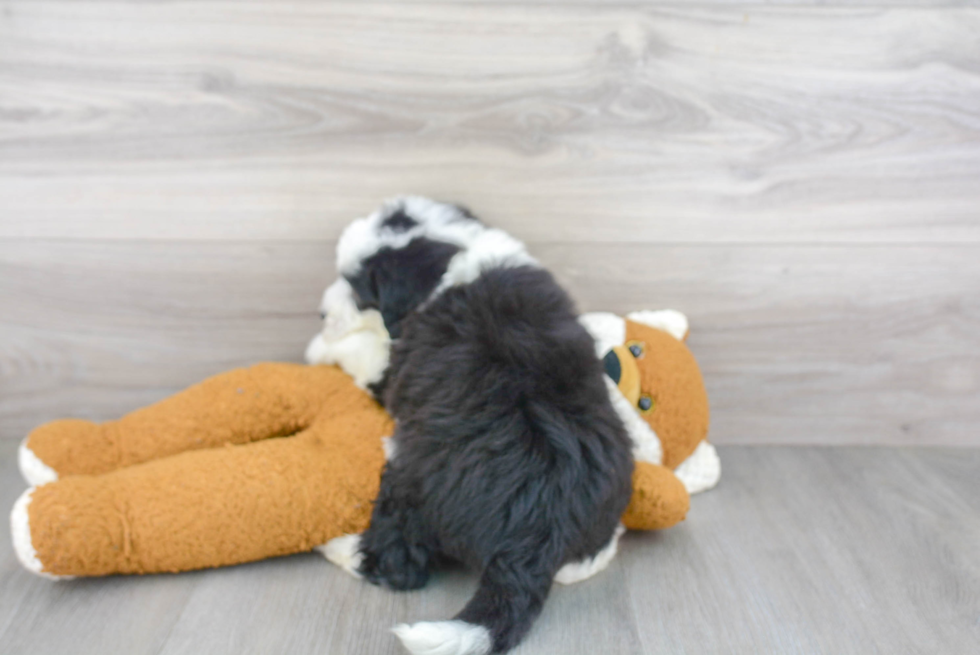 Best Mini Sheepadoodle Baby