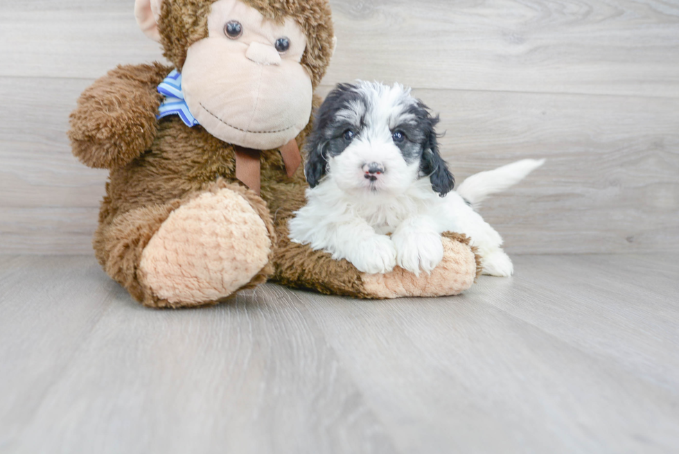 Small Mini Sheepadoodle Baby