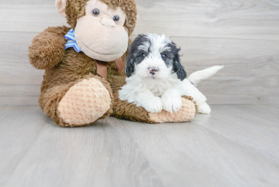 Small Mini Sheepadoodle Baby