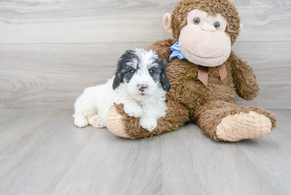 Cute Mini Sheepadoodle Baby