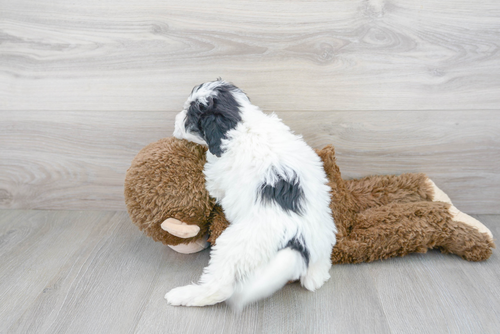 Little Sheep Dog Poodle Mix Puppy