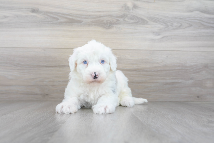 Small Mini Sheepadoodle Baby