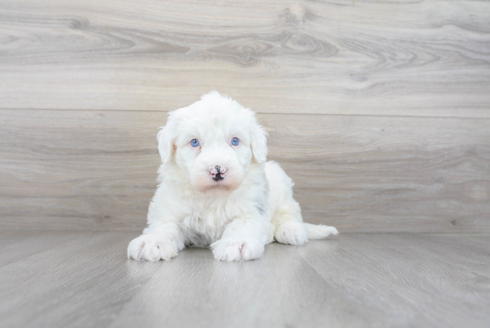 Small Mini Sheepadoodle Baby