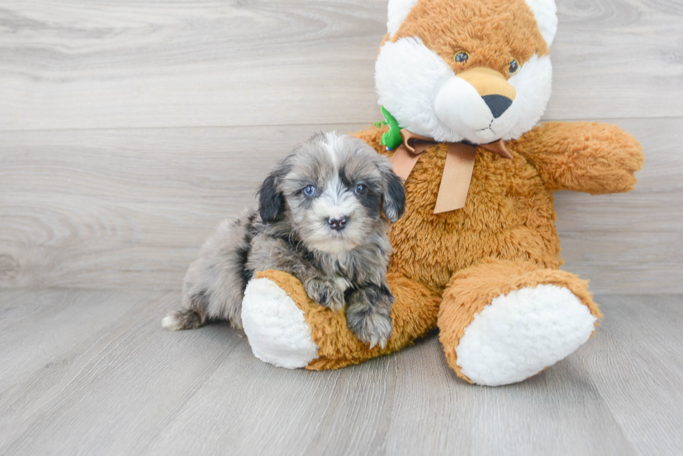Cute Mini Sheepadoodle Baby