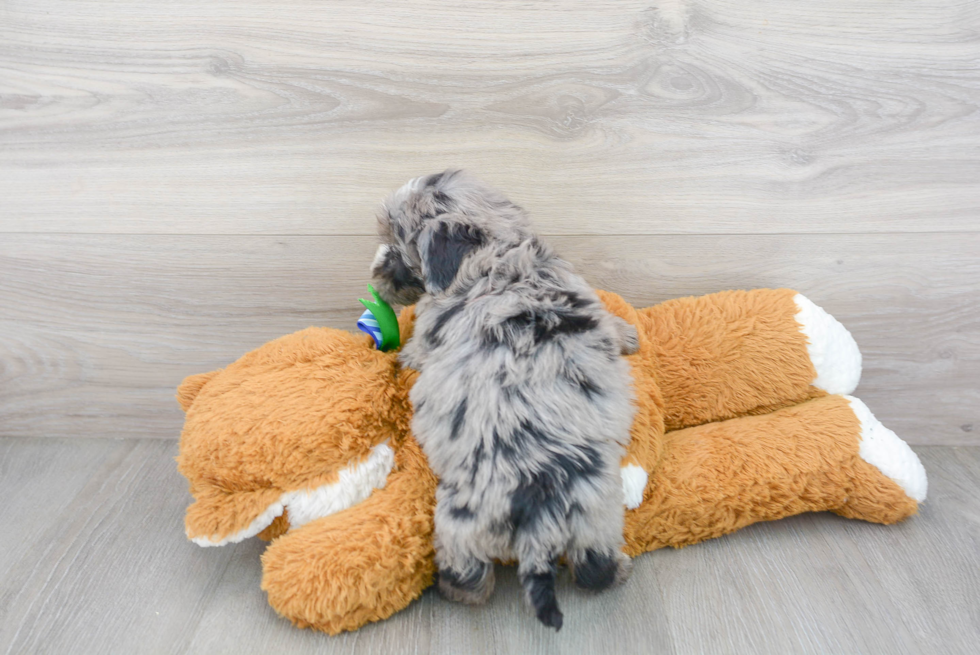 Cute Sheep Dog Poodle Mix Puppy