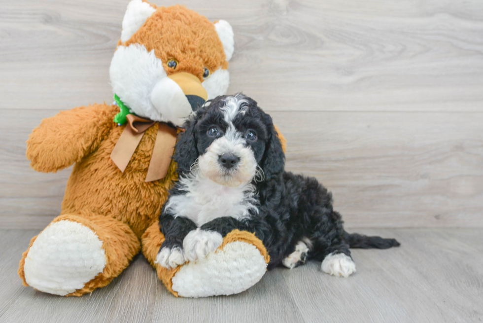 Mini Sheepadoodle Pup Being Cute