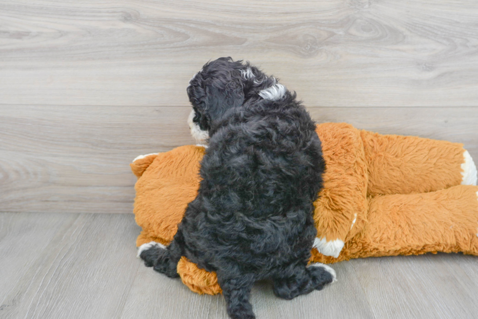 Best Mini Sheepadoodle Baby