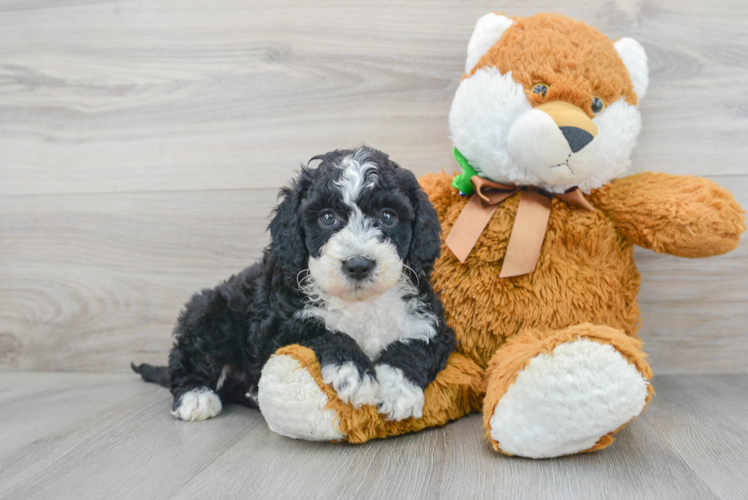 Smart Mini Sheepadoodle Poodle Mix Pup