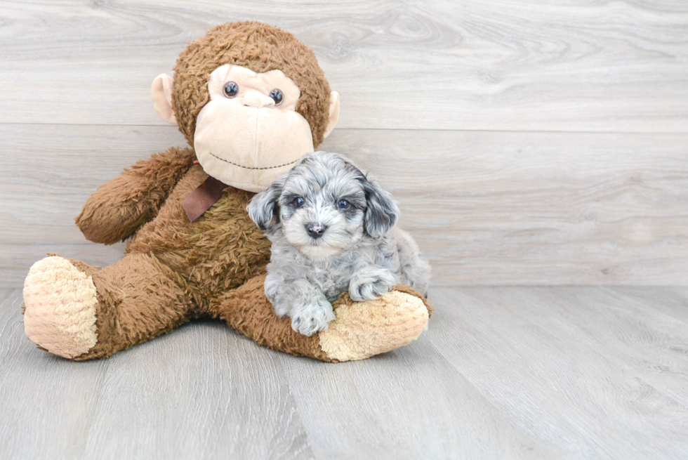 Best Mini Sheepadoodle Baby