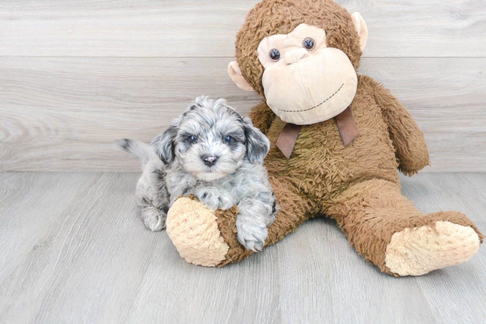 Popular Mini Sheepadoodle Poodle Mix Pup