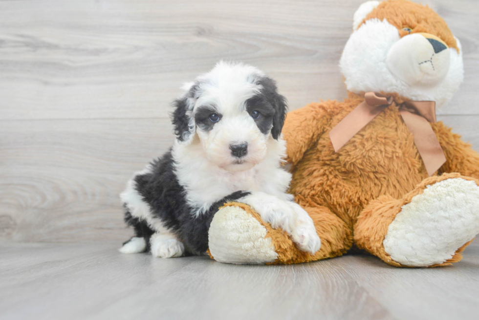 Funny Mini Sheepadoodle Poodle Mix Pup