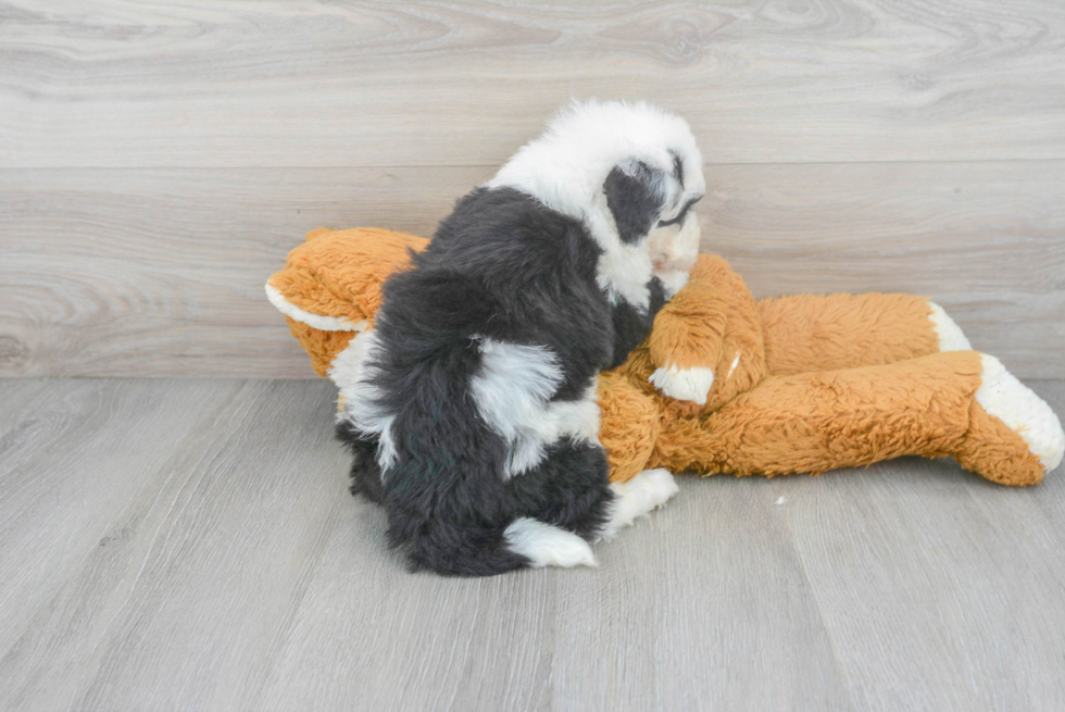 Mini Sheepadoodle Pup Being Cute