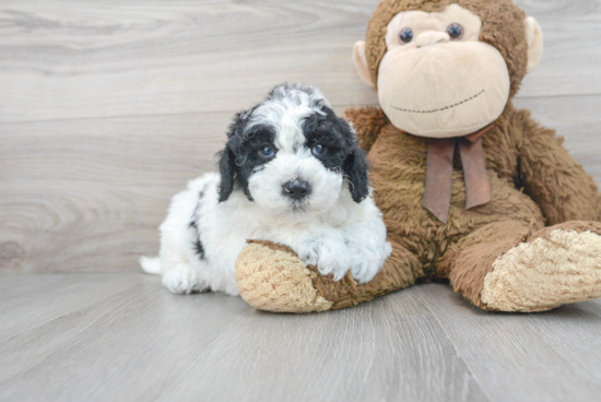 Little Sheep Dog Poodle Mix Puppy