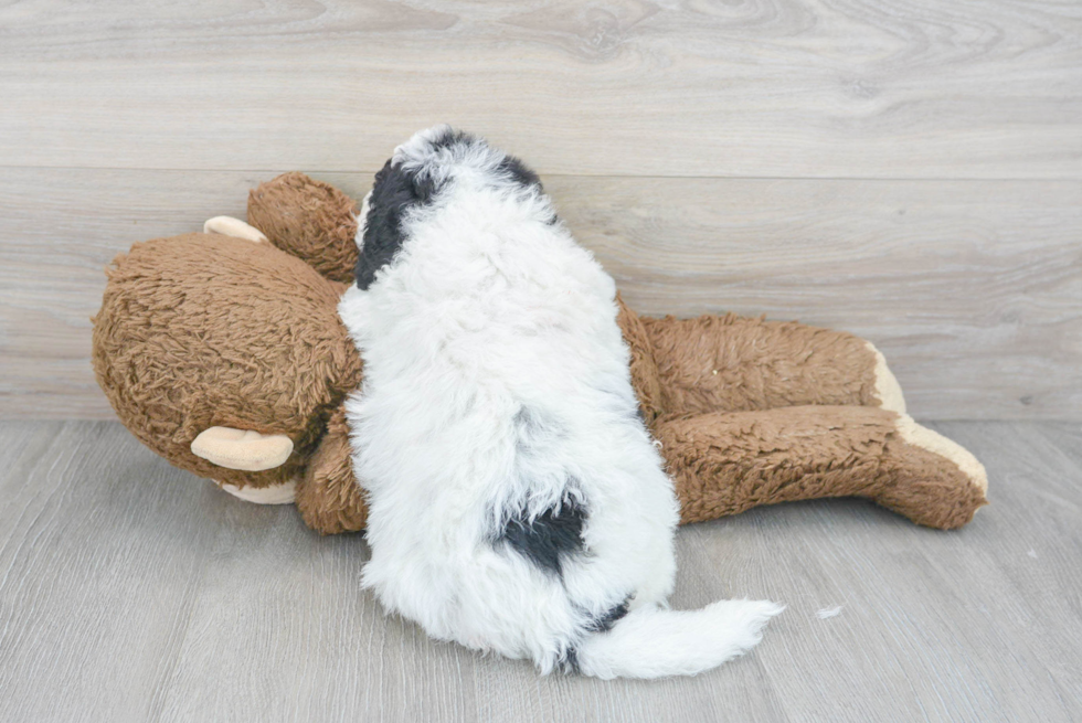 Mini Sheepadoodle Puppy for Adoption