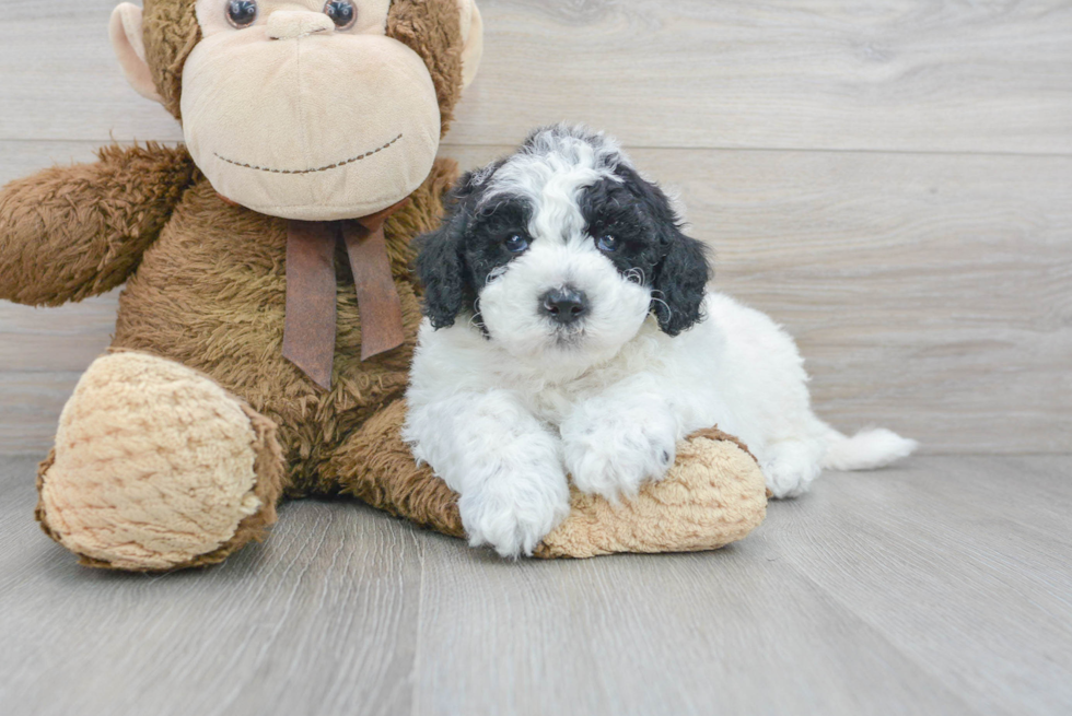 Mini Sheepadoodle Pup Being Cute