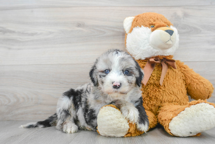 Best Mini Sheepadoodle Baby