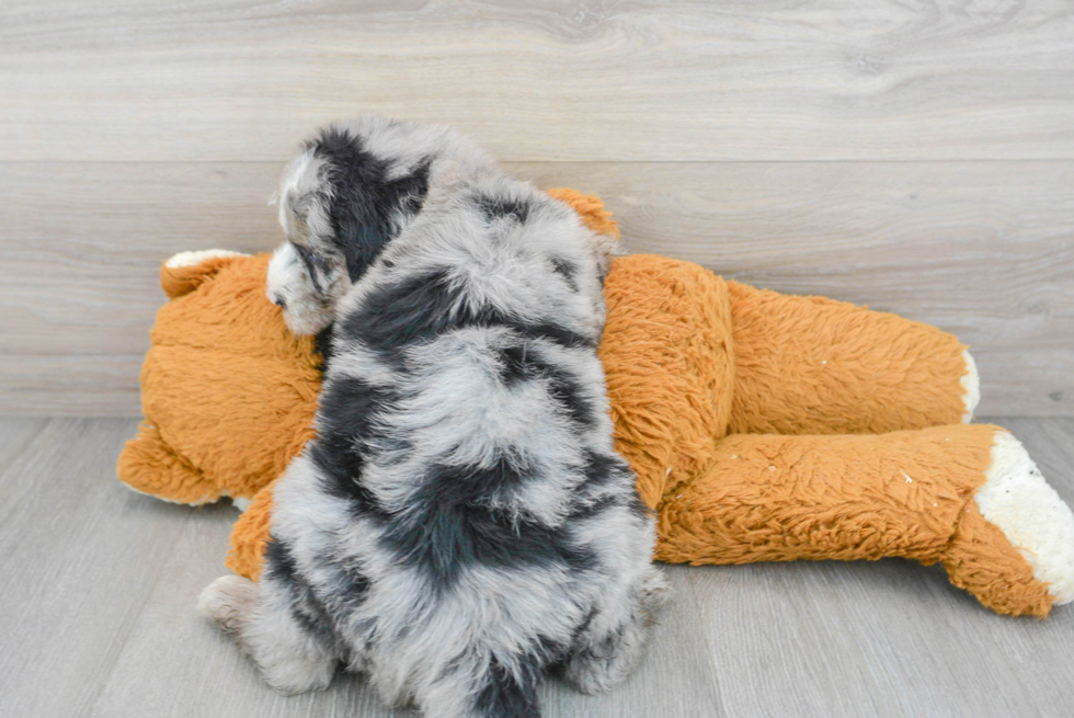 Best Mini Sheepadoodle Baby