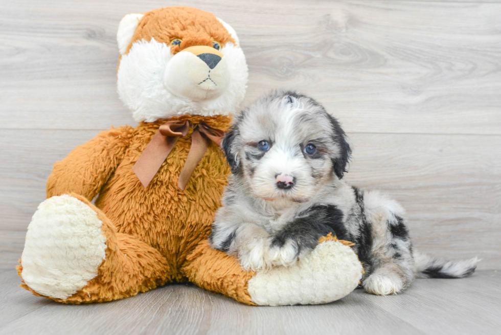 Fluffy Mini Sheepadoodle Poodle Mix Pup