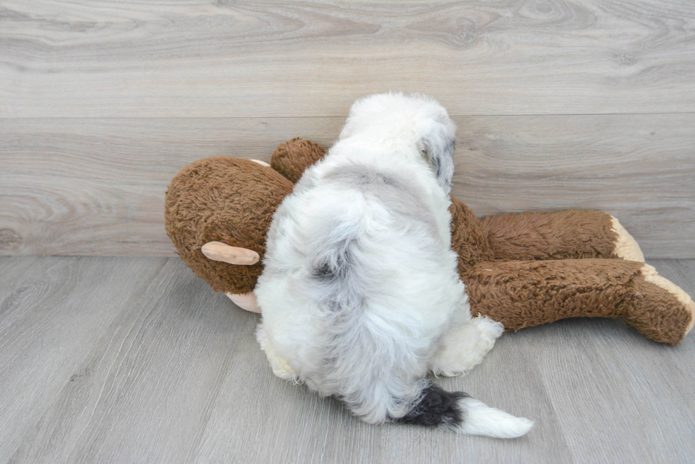 Best Mini Sheepadoodle Baby
