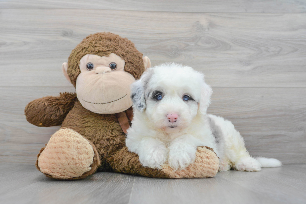 Mini Sheepadoodle Puppy for Adoption