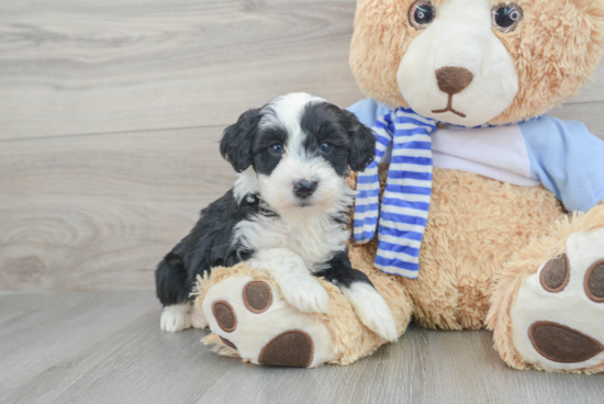 Playful Sheep Dog Poodle Mix Puppy