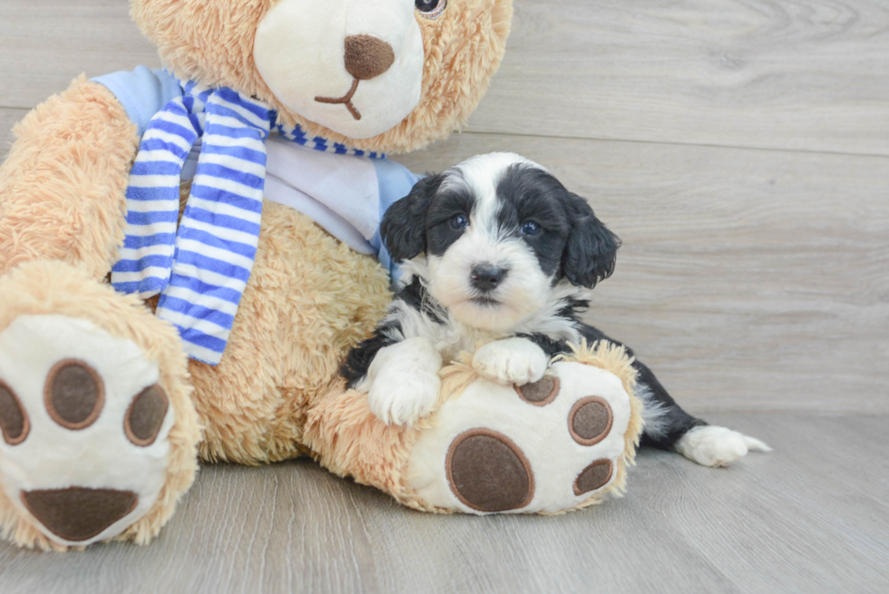 Mini Sheepadoodle Pup Being Cute