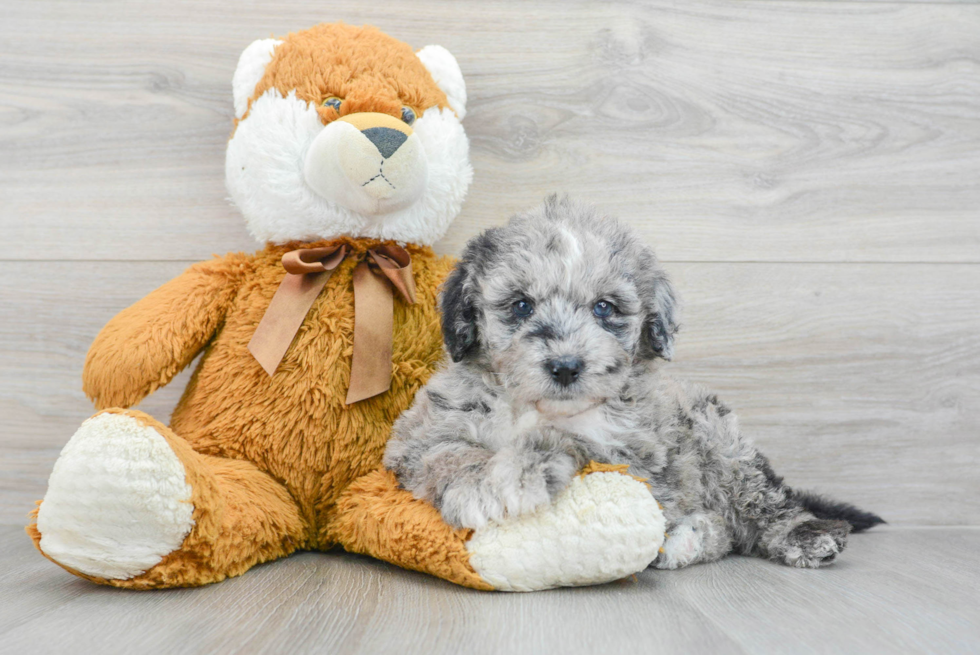 Little Sheep Dog Poodle Mix Puppy