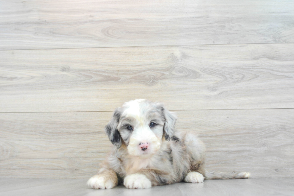 Mini Sheepadoodle Pup Being Cute