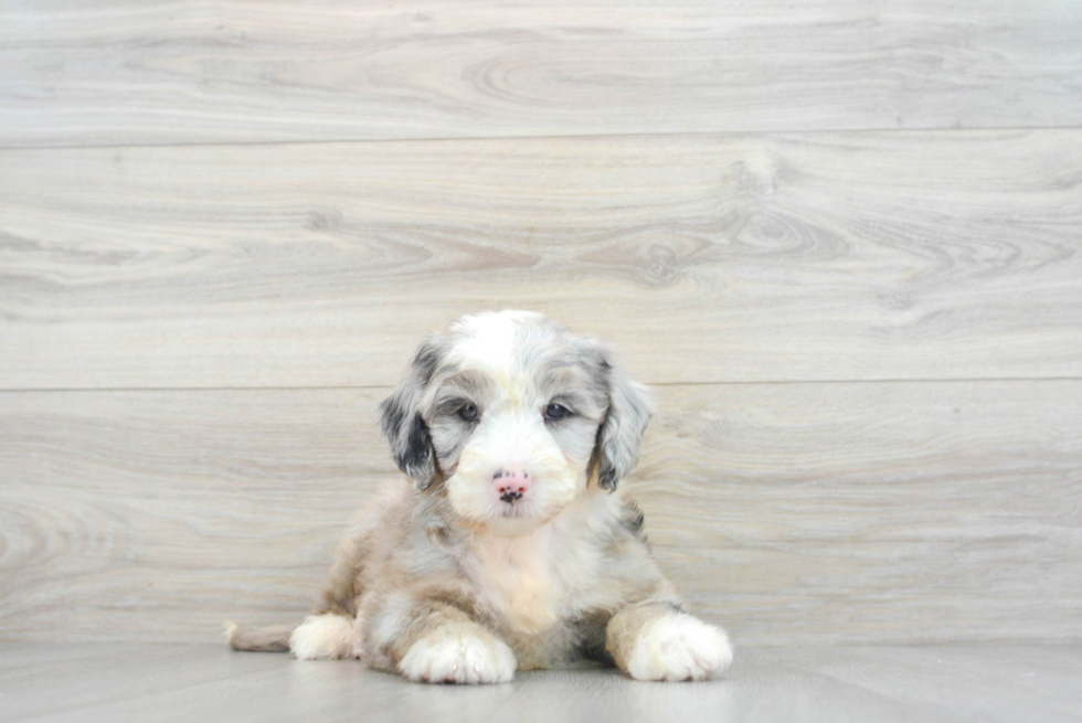 Playful Sheep Dog Poodle Mix Puppy