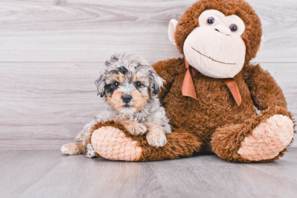 Mini Sheepadoodle Puppy for Adoption