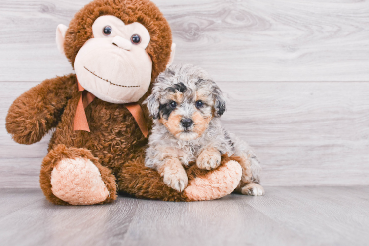 Petite Mini Sheepadoodle Poodle Mix Pup