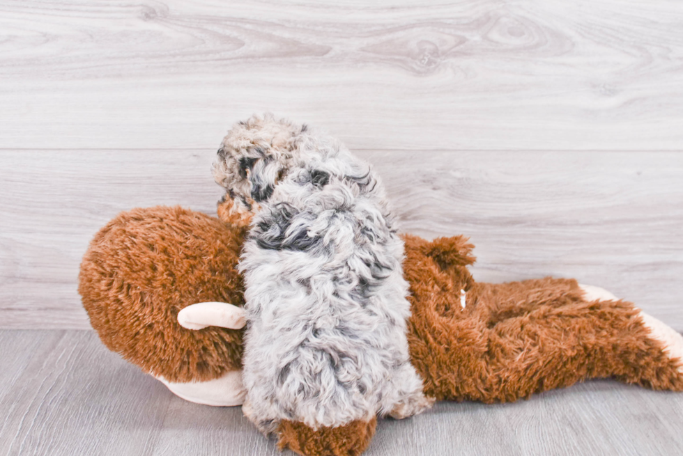 Smart Mini Sheepadoodle Poodle Mix Pup