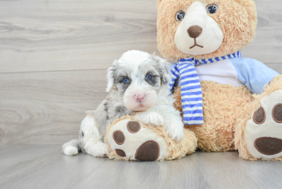 Smart Mini Sheepadoodle Poodle Mix Pup