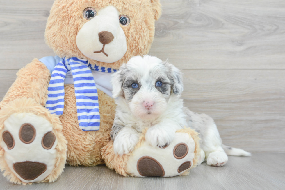 Adorable Sheep Dog Poodle Mix Puppy