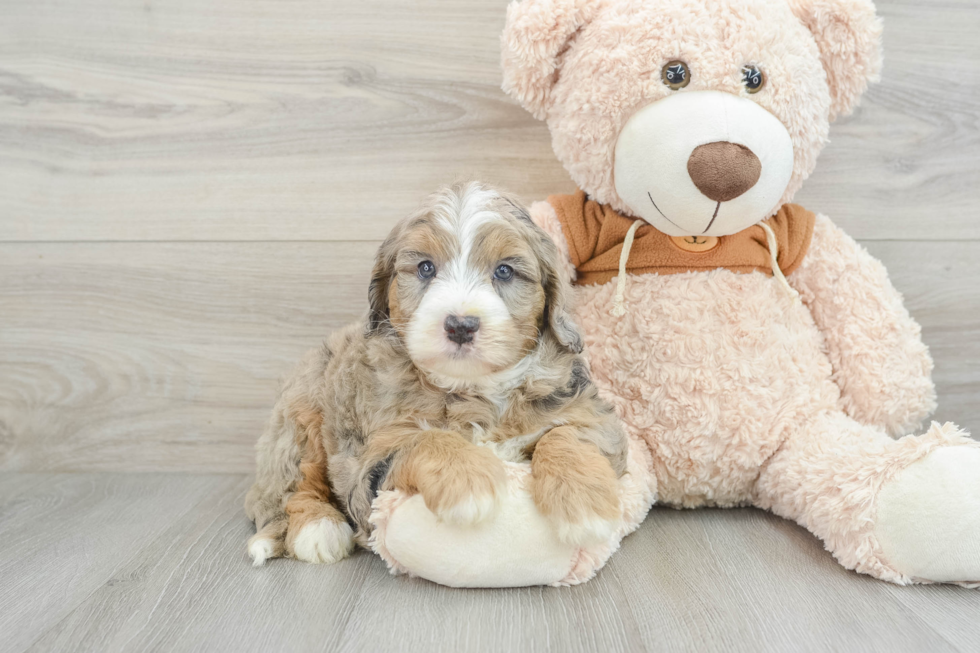 Energetic Mini Sheepapoo Poodle Mix Puppy