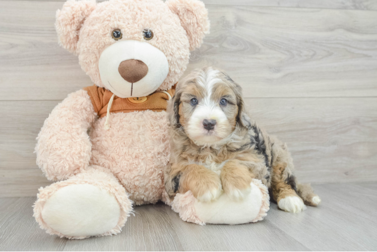 Adorable Sheepdogpoo Poodle Mix Puppy