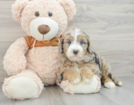 6 week old Mini Sheepadoodle Puppy For Sale - Premier Pups