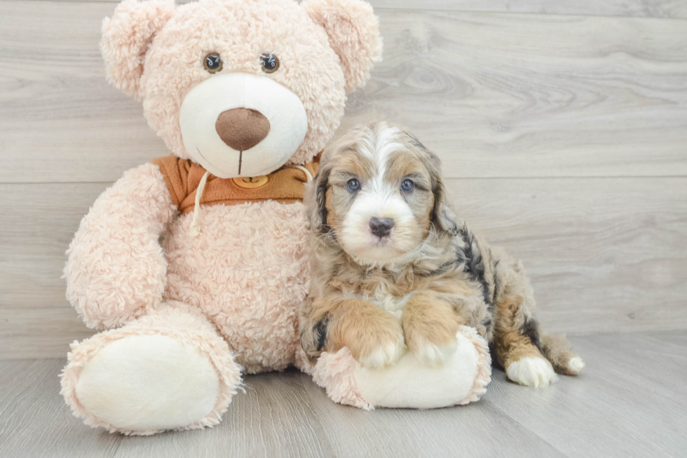 Adorable Sheepdogpoo Poodle Mix Puppy