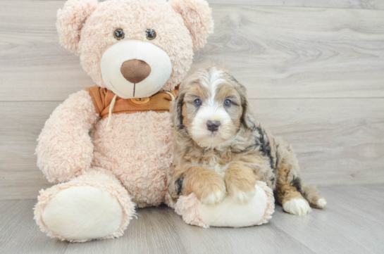 Adorable Sheepdogpoo Poodle Mix Puppy