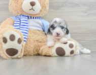 6 week old Mini Sheepadoodle Puppy For Sale - Premier Pups