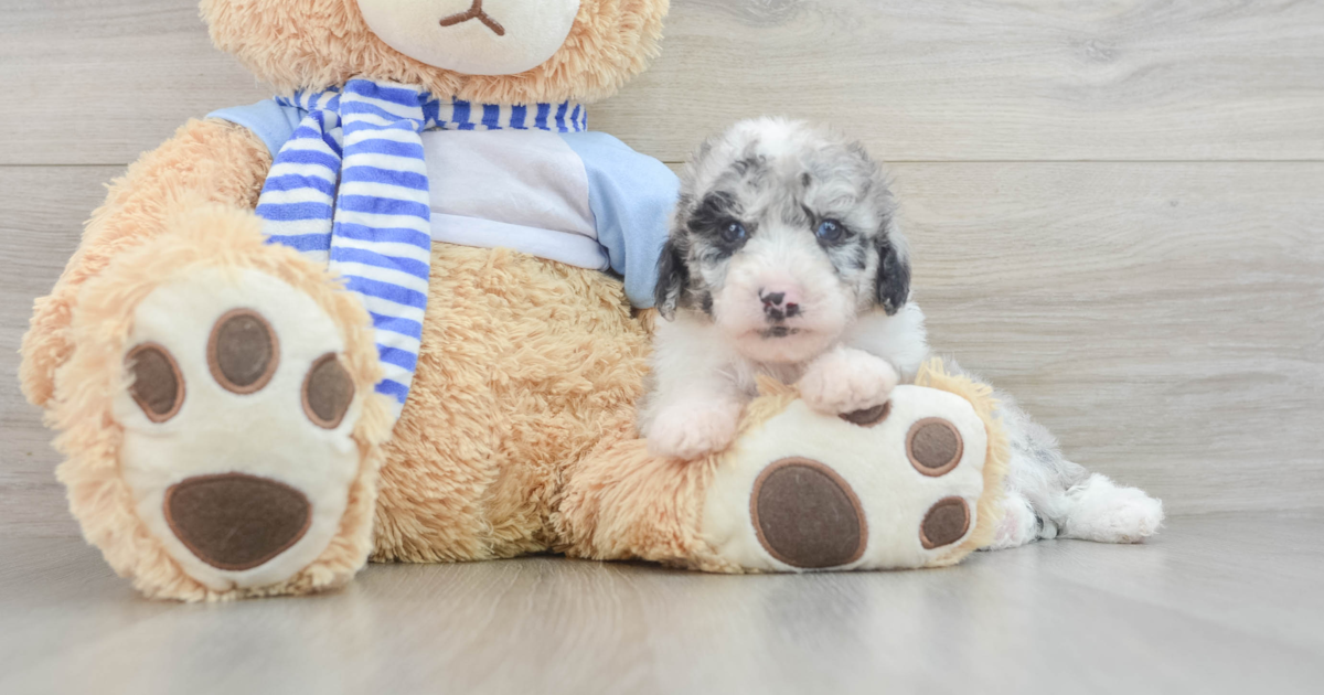 Mini Sheepadoodle Moonbeam 2lb 12oz Doodle Puppy
