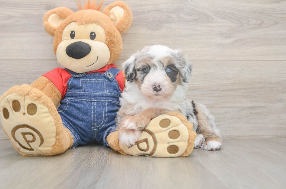 5 week old Mini Sheepadoodle Puppy For Sale - Premier Pups