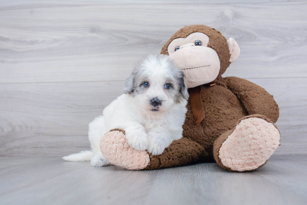 Best Mini Sheepadoodle Baby