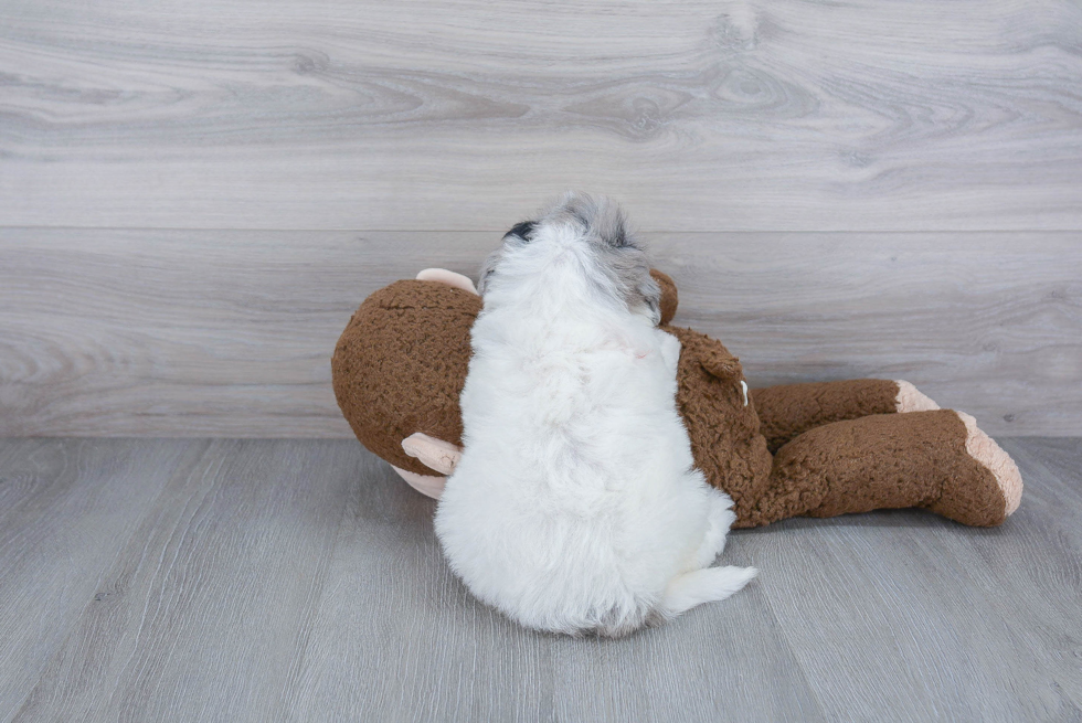 Friendly Mini Sheepadoodle Baby