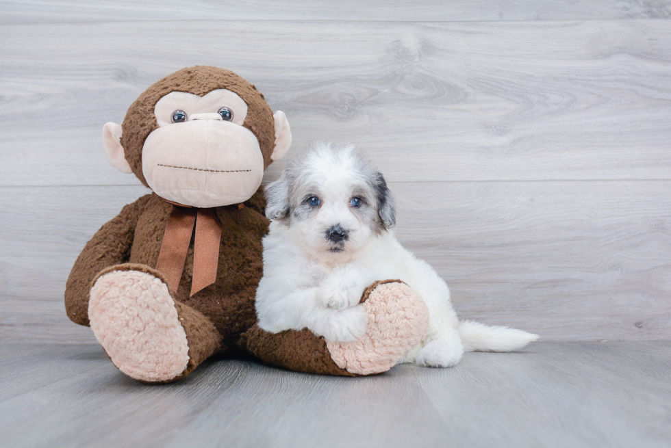 Mini Sheepadoodle Puppy for Adoption