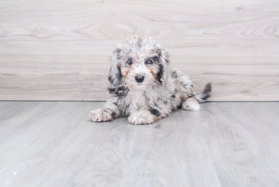 Friendly Mini Sheepadoodle Baby