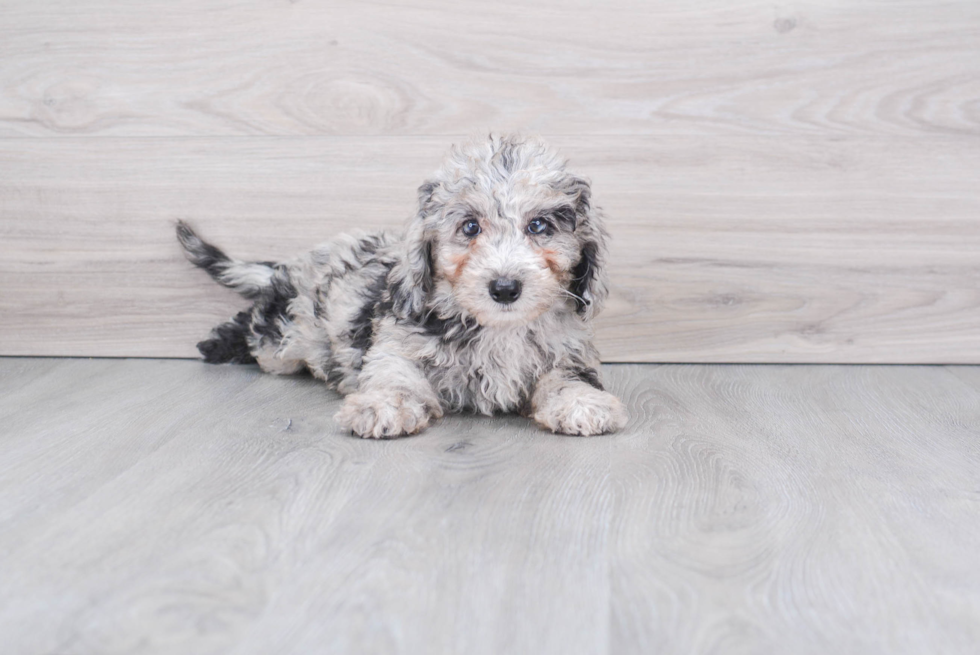 Mini Sheepadoodle Puppy for Adoption