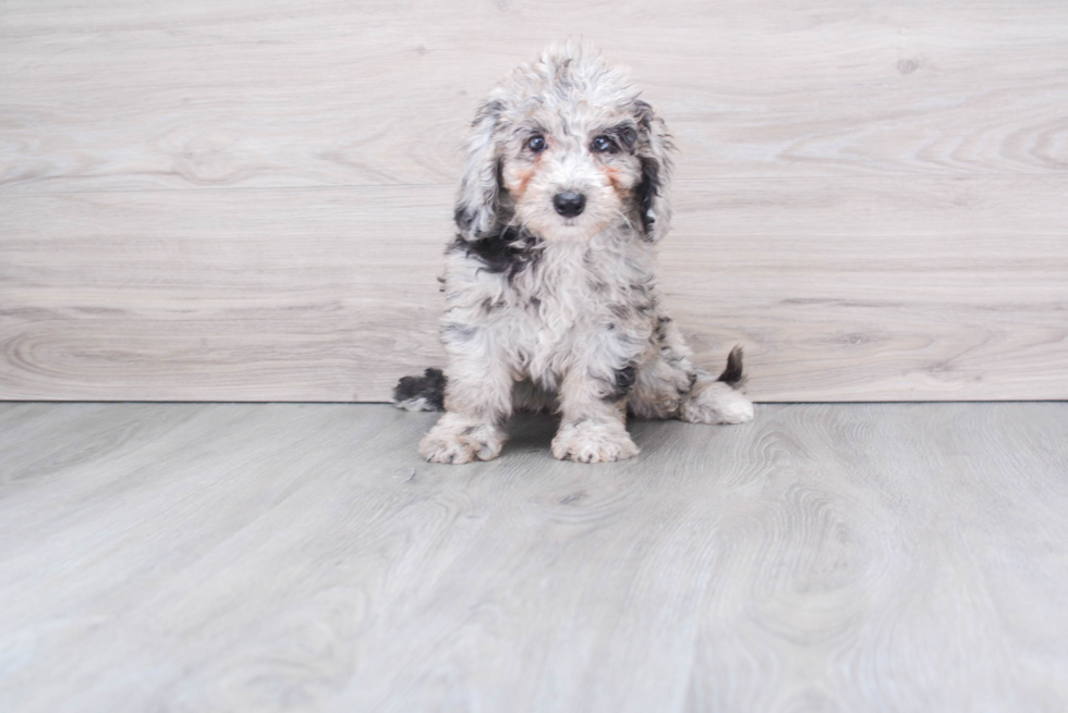 Mini Sheepadoodle Pup Being Cute