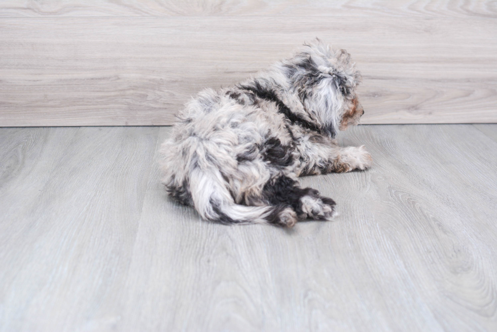 Best Mini Sheepadoodle Baby